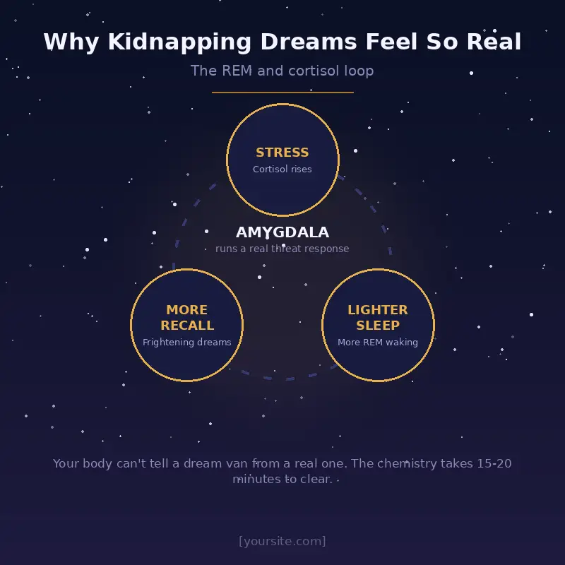REM sleep and cortisol loop showing why kidnapping dreams feel real, with the amygdala at the centre.