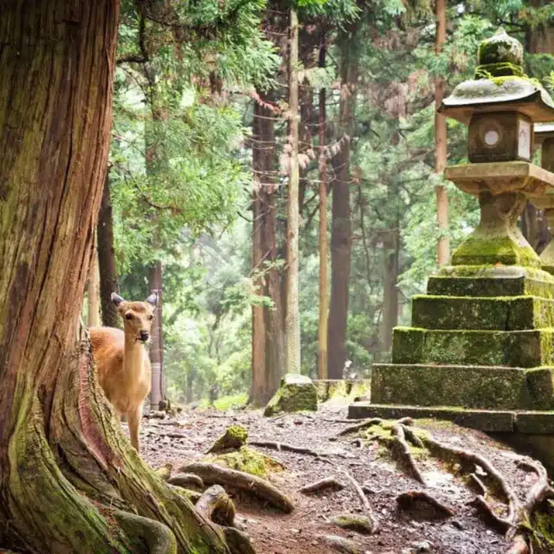 sacred deer at Nara Japan considered divine messengers in Shinto tradition